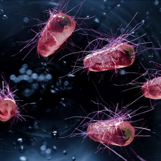 diarrhea, piglet management, early care, gut health, gut flora, prevention, recovery, NPD