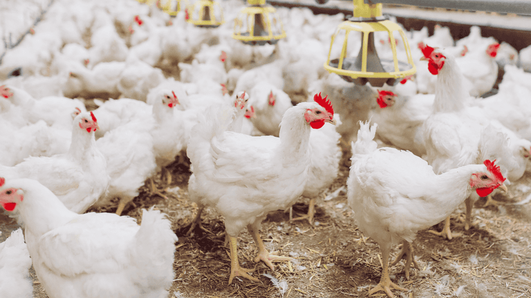 Oregano Essential Oil in Poultry Production