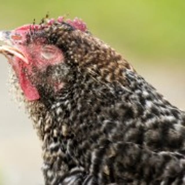 diarrhea, calf management, early care, electrolyte balance