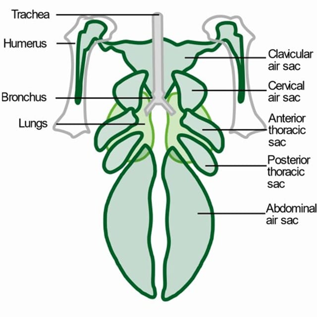 Respiratory relief, Appetite stimulation, Immunity support, Improved air quality,Performance enhancement
