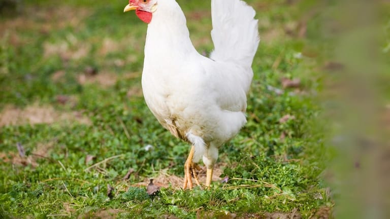 Stronger Legs and Preventing Lameness